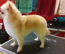 Au Bien Etre Canin image 1