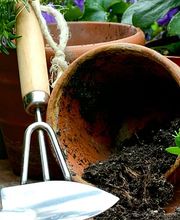 Blumen Grütter Bild 2