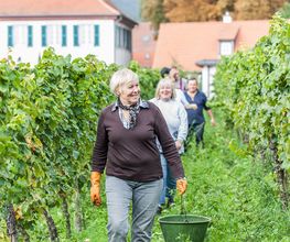 Weingut Erich Ferckel Bild 3