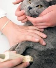 Cabinet Vétérinaire de la Fonderie SA Bild 1