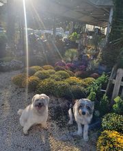 Espace Vert en Cévenne SARL image 13