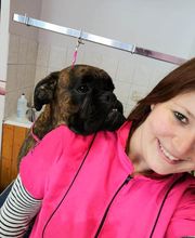 Aux Toutous Choyés image 20