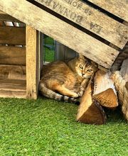 Hotel-cats.com image 9