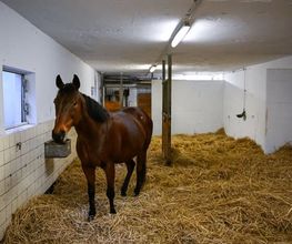 Reitsportzentrum St. Josefen AG Bild 8