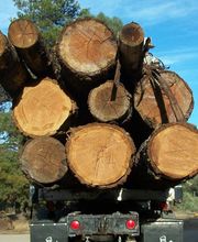 Creston Sawmill image 5