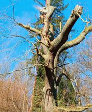 Nadrowski Baumdienst Bild 13