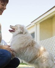 Mon Chien Mon Ami Sarl image 5