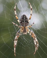 OPC Pest Services - Lexington image 12