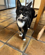 Wind im Hundefell Bild 6