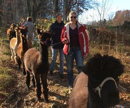 Alpaka Trekking Balmberg Tannenheim Bild 6