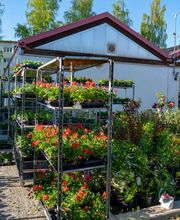 Blumen Marr Bild 1