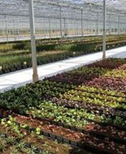 Damien Vivier Pépinières image 6