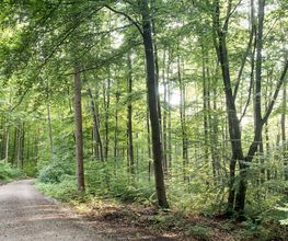 FriedWald Bad Berka Bild 7