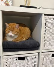 Tierphysio-Praxis Oberland GmbH Bild 14