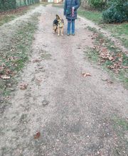 Antonio Rita Educateur et Comportementaliste canin image 11