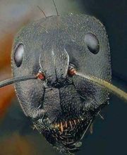 Logic Insectes SARL image 4