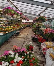 Gailleton Fleurs et Plantes image 2