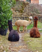 Les Psytrucs de Shana image 11