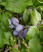 Marché Balmer Bild 4