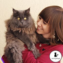 Anzeigenname: Mein Katzenblog - Katzen Ernährungsberatung & Katzenberatung logo