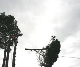 Arbor Ouest image 3