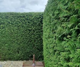 Gartenservice Cedric Rother Bild 2