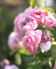 Elztal Gartenbau Bild 45