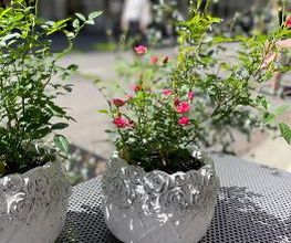 petite fleur gmbh Bild 3