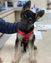 Mills River Animal Clinic image 6