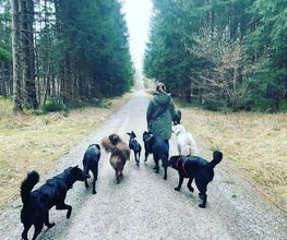 MEHR Hundeschule Bild 17