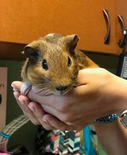 Wellspring Animal Hospital image 2