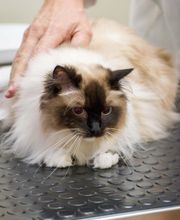 TotalBond Veterinary Hospital at Davidson image 4