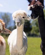 Ainring Alpakas Bild 7