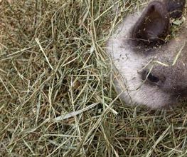 Gut Pfotental Tierfutter Bild 3
