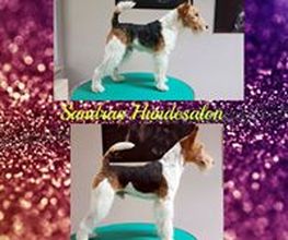 Sandras Hundesalon Bild 5