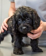 Tierarzt Waghäusel, Tierarztpraxis Waghäusel-Kirrlach Bild 10