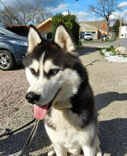 Binôme A 3 Education Canine image 4