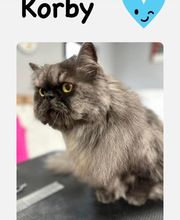 Salon de Toilettage Jenny Dog et Company image 17