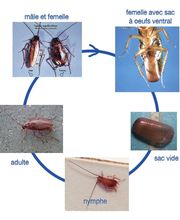 Chass'eure de Frelons anti nuisibles image 10