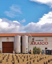 Bodegas araico imagen 4