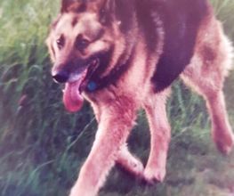Silvis mobiler Hundefriseur Bild 4