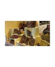 Gallery Cliente