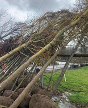 Jardin De La Côte image 15