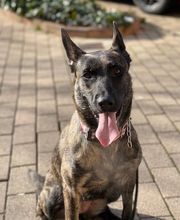 DetectDOG by HDD, Horner Détection Désinfestation sàrl Bild 2