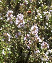 Staudengärtnerei David Müller Bild 71