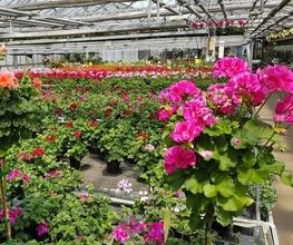 Blumen Krippner Bild 13