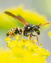 Waltham Pest Services image 19
