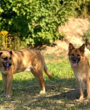 Dr. med. vet. Stephanie Adams - Tierverhaltenstherapie Bild 4