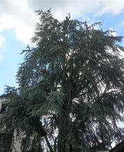 Baumpflege Kompakt, Johannes Mortier Bild 1