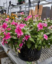 Garden Center Detail Shot